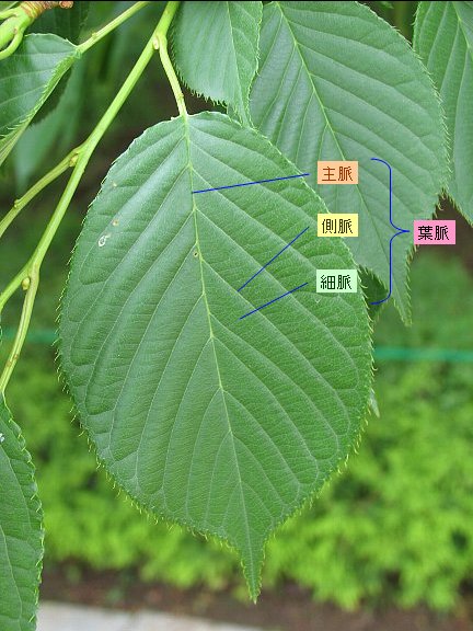 木には名前がある 木の名前を調べてみよう 葉脈