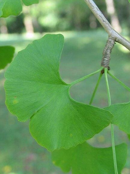 木には名前がある 木の名前を調べてみよう 葉脈