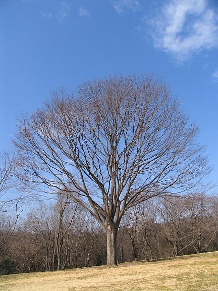 木には名前がある 木の名前を調べてみよう 常緑樹と落葉樹