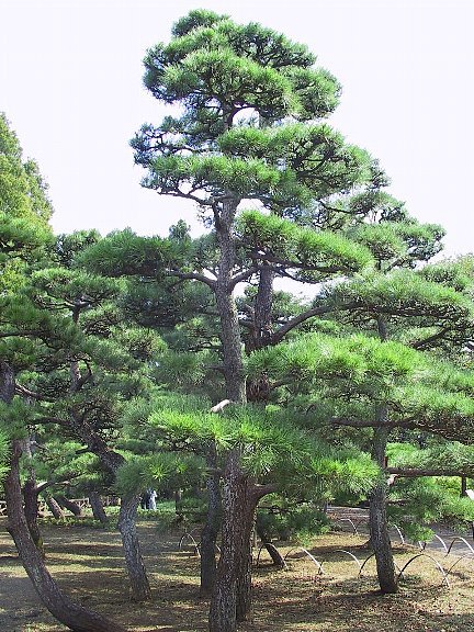 盆栽：寸梢黒松 現品*くろまつ クロマツ Pinus thunbergii