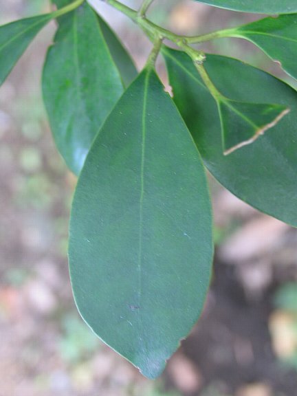 木には名前がある 木の名前を調べてみよう 葉脈