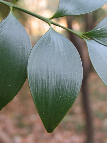 木には名前がある 木の名前を調べてみよう 葉脈