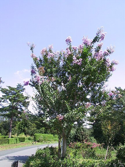 チェリー号船頭の花日記:サルスベリ（百日紅＝ヒャクジツコウ）