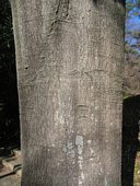 白樫巨木❗️珍しい大きさ‼️ 楽天市場】株立！シラカシ(白樫)樹高2.5m前後(根鉢含まず