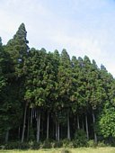 杉樹 スギ (Cryptomeria japonica)