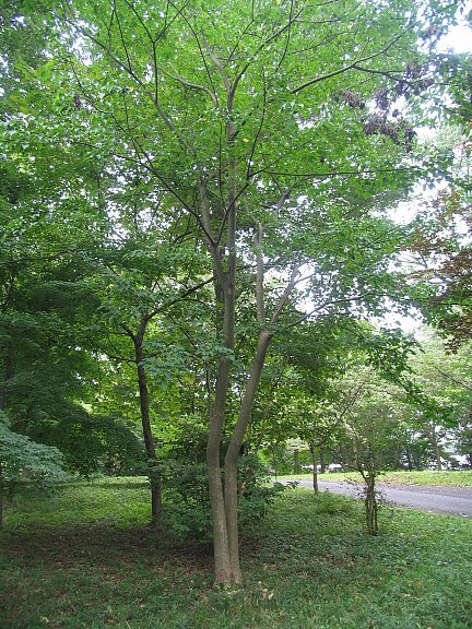 85 山採り　ウリカエデ 85 山採り ウリカエデ